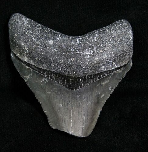 Bargain Megalodon Tooth - Florida #5471